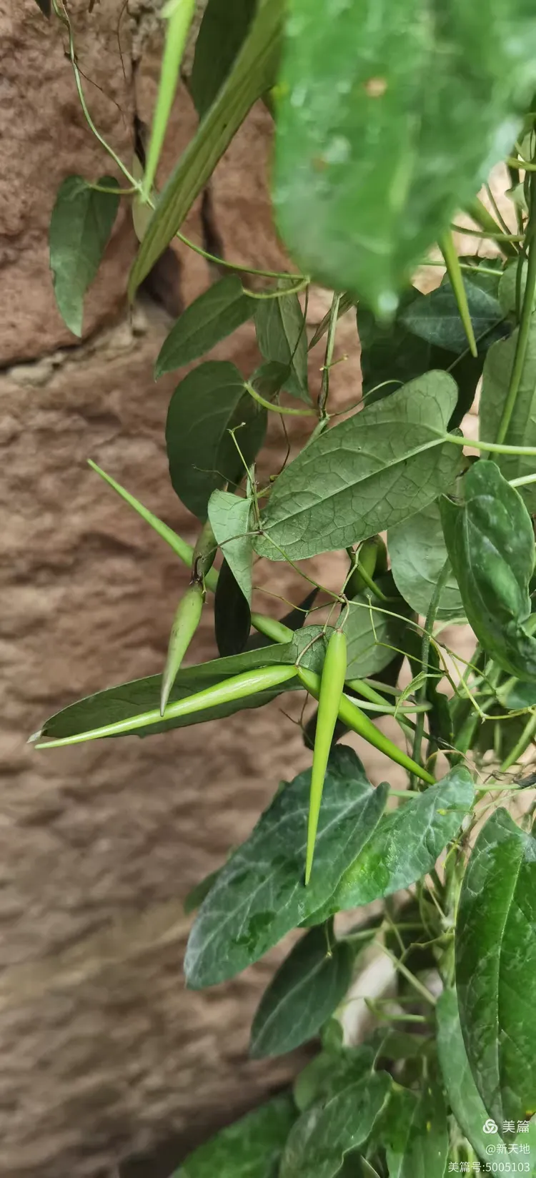 植物观赏 娃儿藤,土名五重瓦,老君须,别名七层楼